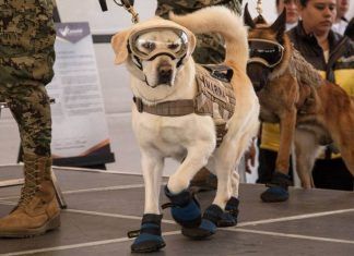 Frida, perrita rescatista