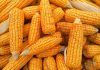 México perdería 138 mil empleos con prohibición de maíz amarillo en 2024: Canami