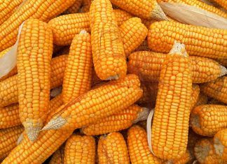 México perdería 138 mil empleos con prohibición de maíz amarillo en 2024: Canami