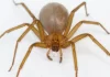 Araña violinista