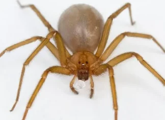Araña violinista