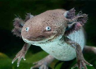 Afectación de anfibios