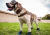 Murió #Frida la perrita rescatista de la Semar
