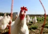 Todas las variantes de la gripe aviar presentan cierto potencial pandémico: oMS
