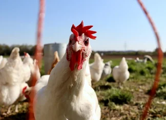 Todas las variantes de la gripe aviar presentan cierto potencial pandémico: oMS