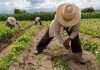 Piden campesinos a senadores «no prohibir» los plaguicidas en México