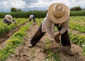 Piden campesinos a senadores «no prohibir» los plaguicidas en México