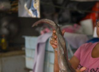 Es falso el 31.5% de bacalao; se trata de tilapia o tiburón: Oceana México