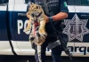 Querétaro / Detienen a pareja que tenían en su posesión un cachorro de tigre