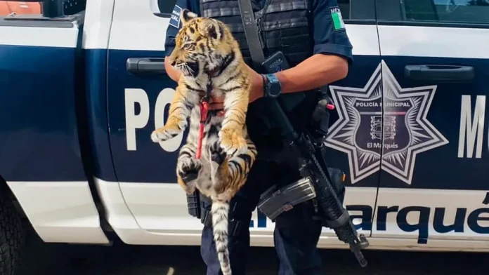 cachorro-de-tigre-asegurado-en-queretaro