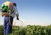 Plaguicidas, necesarios en agricultura