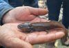 Tecámac protege al ajolote atigrado, especie en extinción y originaria del municipio
