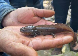 Tecámac protege al ajolote atigrado, especie en extinción y originaria del municipio