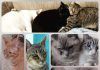 Día Internacional del gato