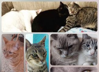 Día Internacional del gato