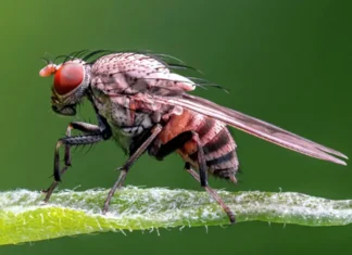 Completan mapa cerebral de insecto, un gran avance para la neurociencia