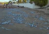 Jalisco / Cientos de peces amanecieron muertos a la orilla de la playa Flamingos