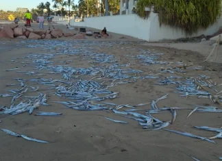 Jalisco / Cientos de peces amanecieron muertos a la orilla de la playa Flamingos