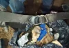 Guanajuato / Hallan fosa clandestina con siete cuerpos