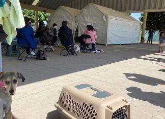 Necesario esterilizar perros y gatos: gobierno de Tecámac
