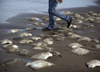 ESPECIAL / ¡Ecocidas!
