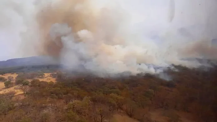 incendio-en-bosque-de-la-primavera