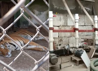 Estado de México / Rescatan a 47 animales en predio de Huixquilucan