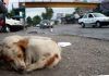 ESPECIAL / Derechos para animales