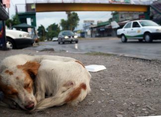 ESPECIAL / Derechos para animales