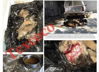 Delfina estuvo consciente de masacre de perros en Texcoco