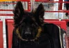 Llegó a México cachorro donado por Turquía