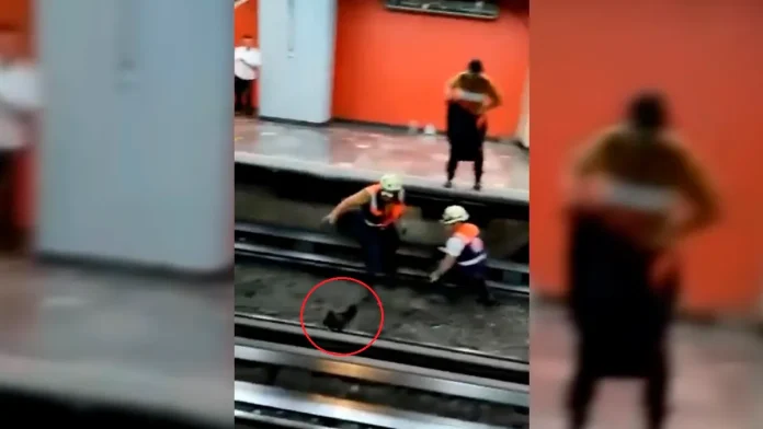 gallina-en-linea-9-del-metro
