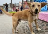 Celebra el Día del Perro en los mejores lugares y consiéntelo como se merece