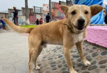 Celebra el Día del Perro en los mejores lugares y consiéntelo como se merece