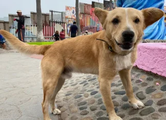 Celebra el Día del Perro en los mejores lugares y consiéntelo como se merece