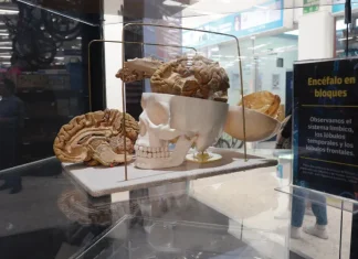 Exposición «El cerebro y sus emociones»