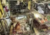 Admiten amparo para prohibir venta de animales en Mercado de Sonora