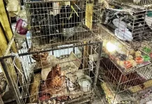 Admiten amparo para prohibir venta de animales en Mercado de Sonora