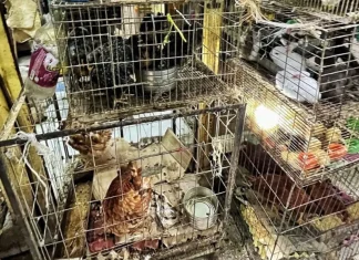 Admiten amparo para prohibir venta de animales en Mercado de Sonora