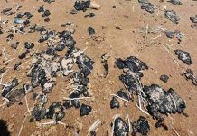 Pescadores afectados por BP son apoyados por gobierno federal