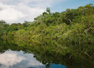 Bosques de Amazonía se encuentran en riesgo de extinción