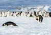 Pingüino emperador en la Antártica, en peligro de extinción