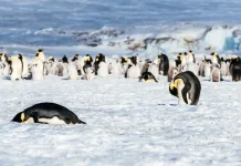 Pingüino emperador en la Antártica, en peligro de extinción