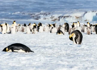 Pingüino emperador en la Antártica, en peligro de extinción