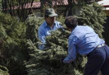 Concluye el 31 de enero reciclaje de árboles de Navidad en Tecámac