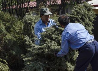 Concluye el 31 de enero reciclaje de árboles de Navidad en Tecámac