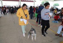 Aumenta en 150% Gobierno de Tecámac Número de Esterilizaciones de Mascotas