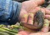 Primero de Febrero Día Nacional del Ajolote; Motivo de Fiesta y Esfuerzos de Conservación en Tecámac