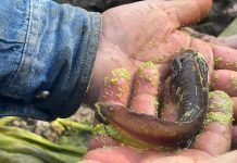 Primero de Febrero Día Nacional del Ajolote; Motivo de Fiesta y Esfuerzos de Conservación en Tecámac