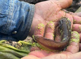 Primero de Febrero Día Nacional del Ajolote; Motivo de Fiesta y Esfuerzos de Conservación en Tecámac